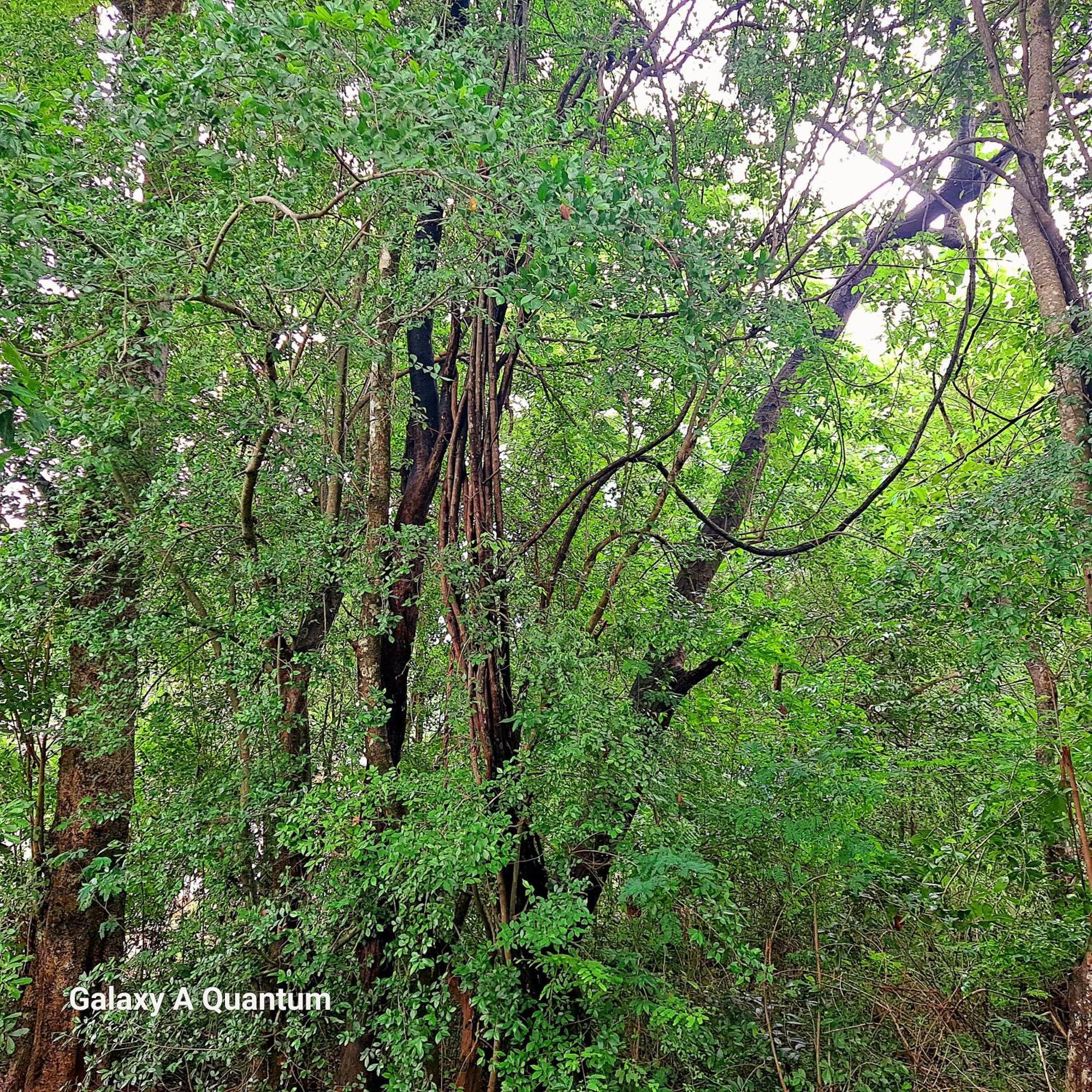 Green Leaf Tree House Dambulla Ngoại thất bức ảnh